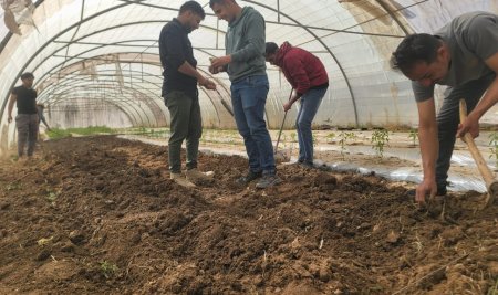 Field Preparations for Strawberry Cultivation: Horticulture Students Begin Raised Bed Preparation in Greenhouse