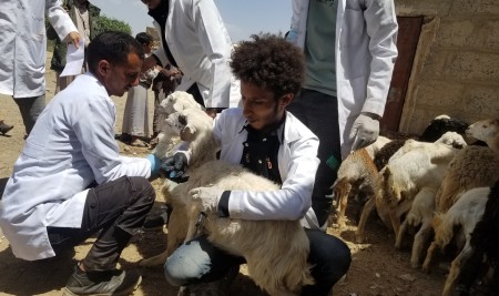 استمرار المعالجة للحيوانات في مديرية بني الحارث من قبل خريجي وطلاب كلية الطب البيطري بجامعة صنعاء