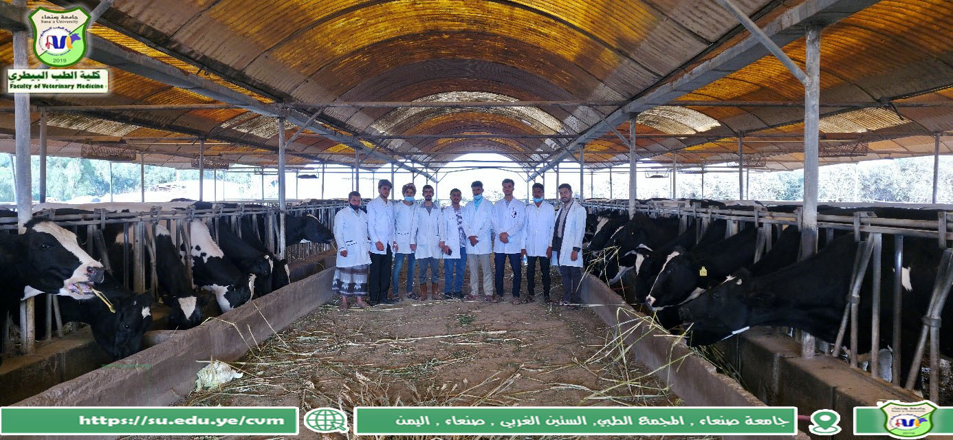 Sana’a University Veterinary Students Gain Hands-on Experience at Rusaba Dairy Farm