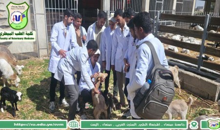 ستمرار التدريب الصيفي لطلاب الطب البيطري بالمزرعه التعليمية  التابعة لكلية الزراعة