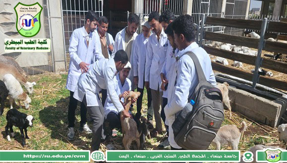 Sana’a University Veterinary Students Launch Intensive Field Practicum at Agriculture Farm