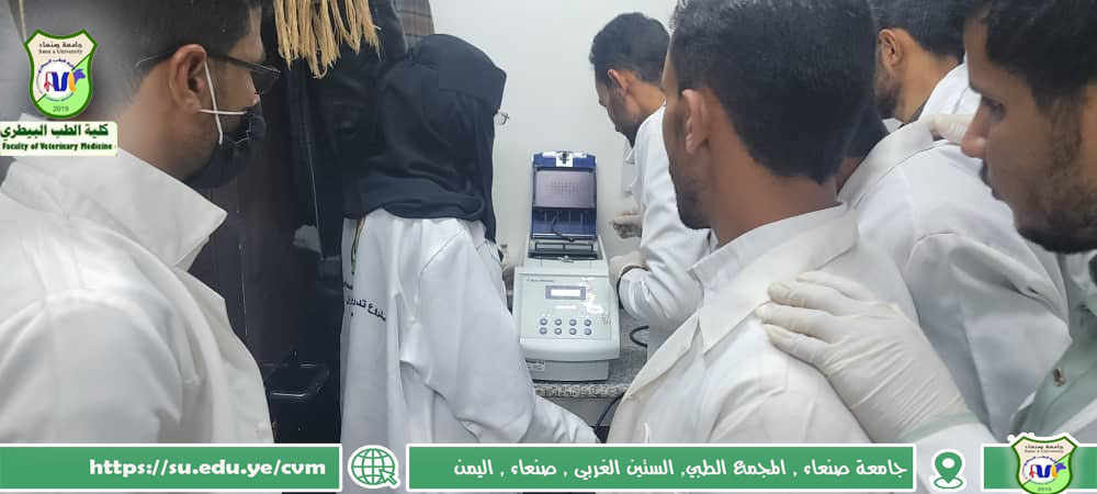 Sana’a University Faculty of Veterinary Medicine Hosts Intensive PCR Workshop for Agriculture Seniors
