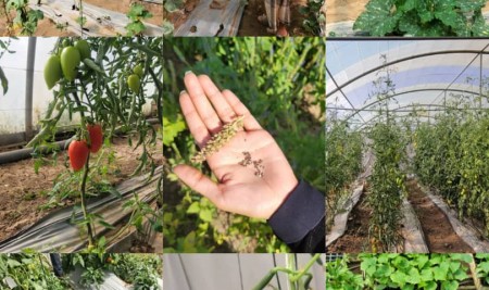 Horticulture Students Conduct Scientific Field Visit to Greenhouses at ‎General Directorate of Plant Protection