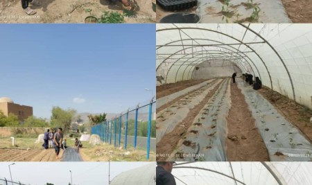 Senior Horticulture Students Complete Field Training on Controlled-Environment Vegetable Production