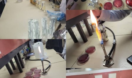 Food Science and Nutrition Students Conduct Advanced Microbiological Analysis Practicums