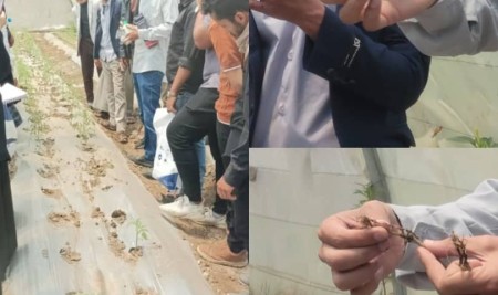 طلاب المستوى الرابع يتفقدون إصابات الشتلات في البيوت المحمية ضمن مقرر آفات وأمراض الحاصلات البستانية