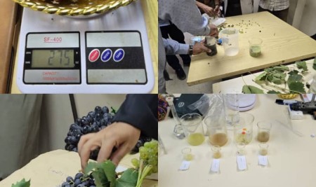 Horticulture Students Conduct Grape Quality Measurements for “Grape Production” Course