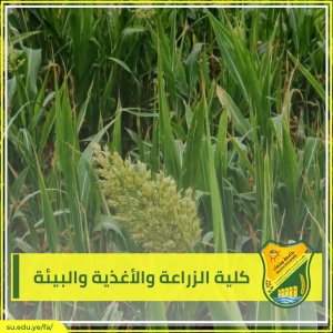 كلية الزراعة