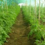 مساعد رئيس الجامعة لشؤون المراكز العلمية يجري زيارة تفقدية لمركز المحمية الزراعية3